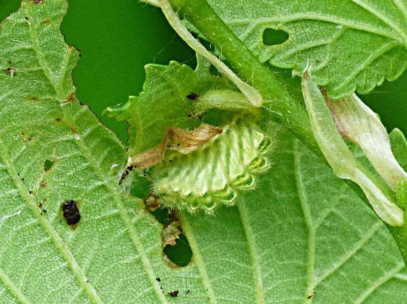 white-letter Hairstreak larva at Six Hills 13 May 18