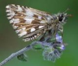Grizzled Skipper Roosting
