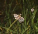 Grizzled Skipper Roosting