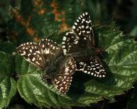 Grizzled Skipper mating