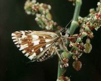 Grizzled Skipper side view