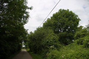 near Stonards (TL4515) June 2006