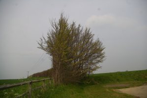 TL4811 - this scrappy piece of elm still produced a hatched egg - Liz Goodyear