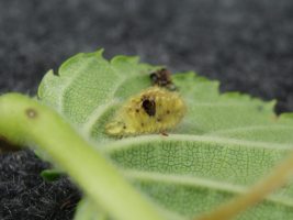 Corpse of parasitised 4th instar larva - Martin Greenland